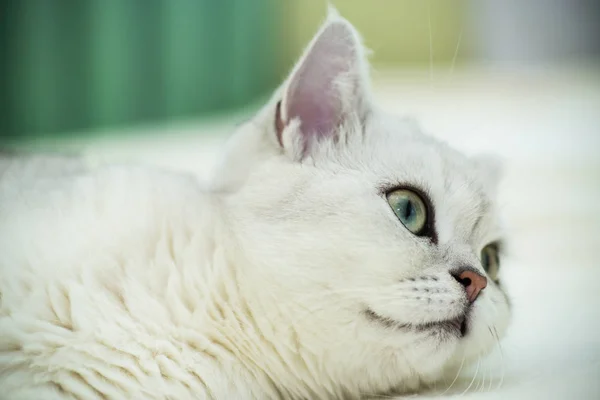 美丽的年轻猫品种苏格兰金丝雀直 — 图库照片