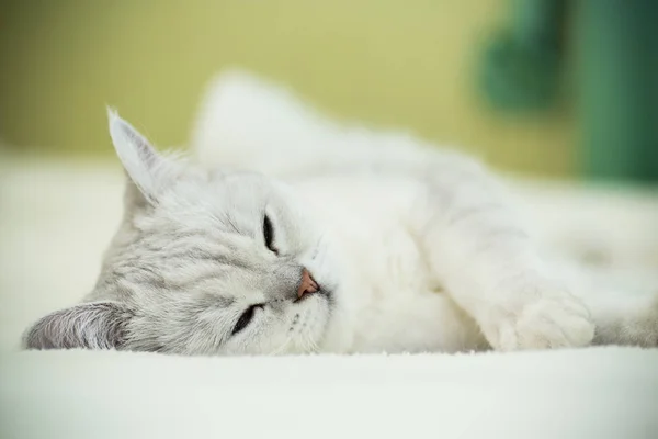 Beautiful young cat breed Scottish chinchilla straight — Stock Photo, Image