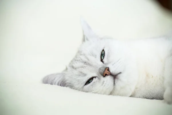 Frumos tanar pisica rasa scotian chinchilla drept — Fotografie, imagine de stoc