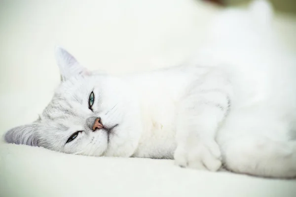 Bella giovane gatto razza cincilla scozzese dritto — Foto Stock