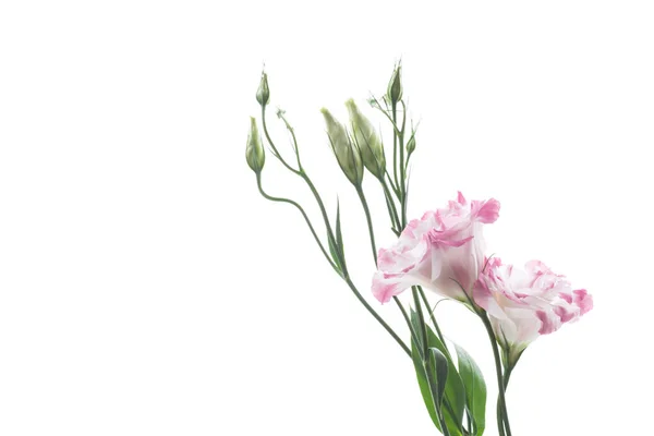 Hermosas flores de lisianthus rosa aisladas en blanco — Foto de Stock