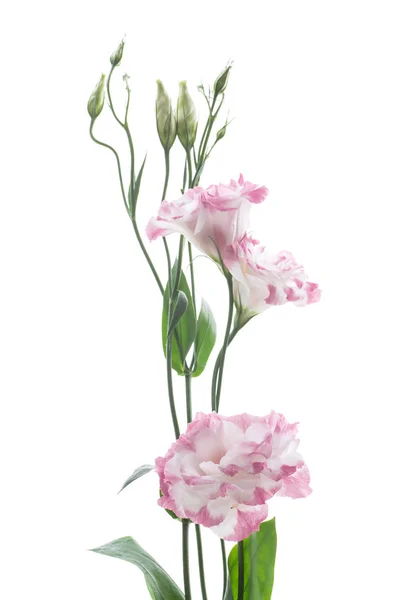 Lindas flores lisianthus rosa isoladas em branco — Fotografia de Stock