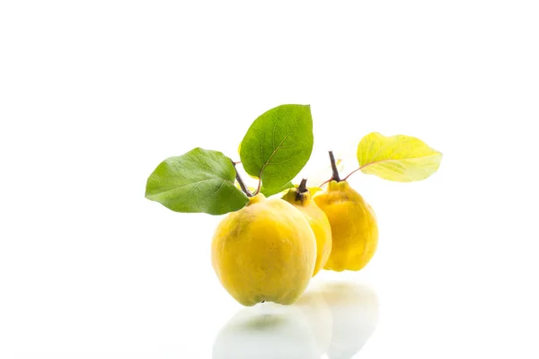 Mela cotogna biologica naturale matura isolata su un bianco — Foto Stock