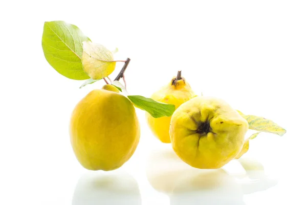 Mela cotogna biologica naturale matura isolata su un bianco — Foto Stock