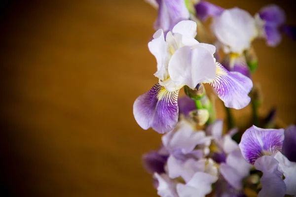 Hermosa flor azul- Iris. Está sobre fondo de madera —  Fotos de Stock