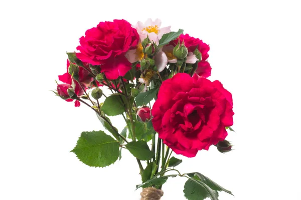 白い上に美しい赤いバラの花束 — ストック写真
