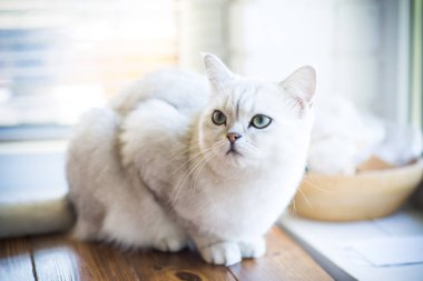 cins İskoç chinchilla bir kedi portresi, düz kulaklı