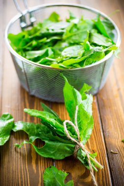 organik taze yeşil sorrel demet, bir masada.