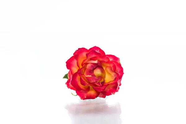 Rose bicolore rouge-jaune gros plan isolé sur un blanc — Photo