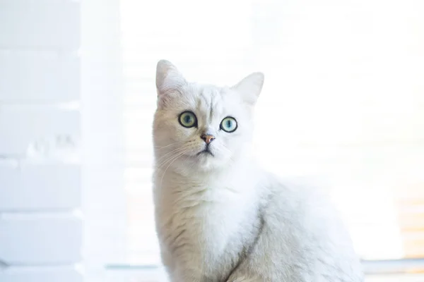 Retrato de un gato de raza chinchilla escocesa, de orejas rectas — Foto de Stock