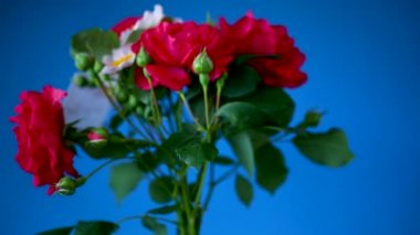 mavi bir güzel kırmızı gül buket