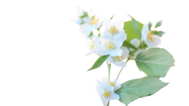 Beautiful white jasmine flowers on a branch isolated on white — Stock Video