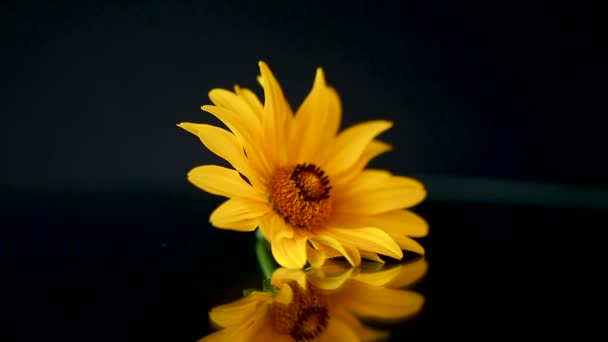 Sarı yaz açan papatya çiçek siyah izole — Stok video