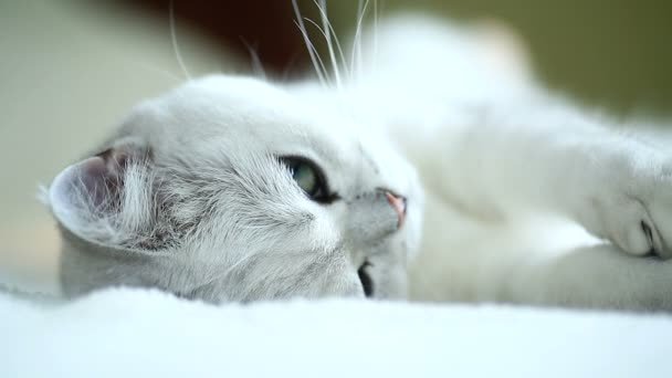 Hermoso joven gato crianza escocés chinchilla recta — Vídeos de Stock