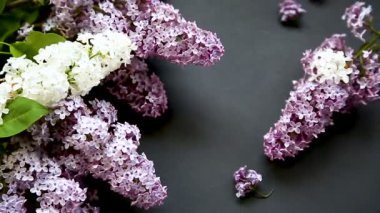 siyah bir Lila güzel bahar dalları