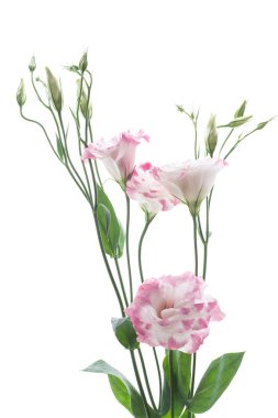 güzel pembe lisianthus çiçekler beyaz izole