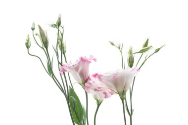 güzel pembe lisianthus çiçekler beyaz izole