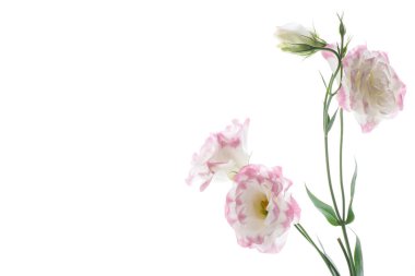 güzel pembe lisianthus çiçekler beyaz izole