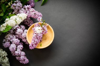 siyah bir Lila güzel bahar dalları