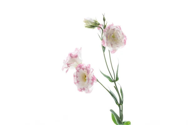 Hermosas flores de lisianthus rosa aisladas en blanco — Foto de Stock