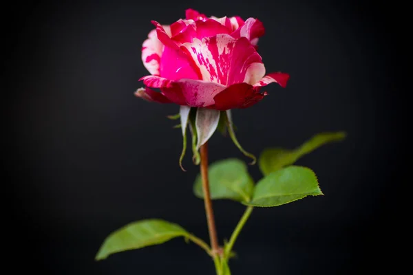 Bianco bicolore con rosa rossa su un nero — Foto Stock