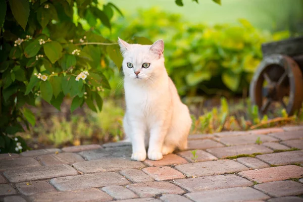Hazai macska fajta skót csincsilla egyenesen séta a szabadban — Stock Fotó