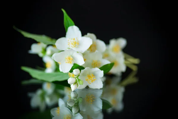 Vackra vita jasminblommor på en filial isolerad på svart — Stockfoto