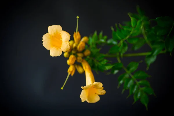 Blooming curly flower kampsis on a branch, black background.