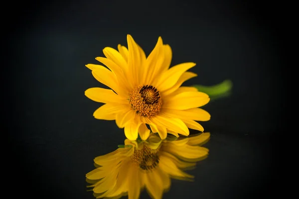 Gelbe sommerblühende Gänseblümchenblümchen isoliert auf schwarz — Stockfoto