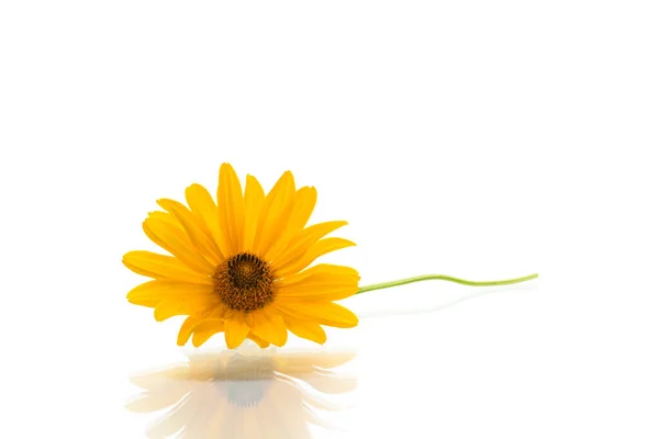 Gelb blühendes Gänseblümchen, isoliert auf weiß — Stockfoto