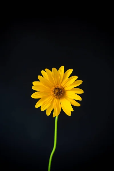 黄色の夏の花が黒に孤立したヒナギクの花 — ストック写真
