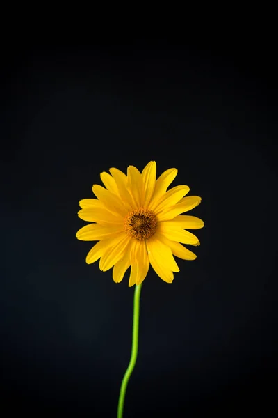 Flor amarilla de margarita floreciente de verano aislada en negro —  Fotos de Stock