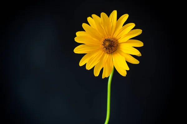 黄色夏季盛开的雏菊花孤立在黑色 — 图库照片