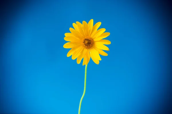 Flor amarilla de margarita floreciente de verano aislada en azul —  Fotos de Stock