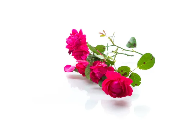 Bouquet de belles roses rouges sur un blanc — Photo