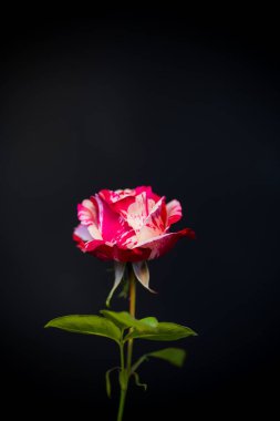 siyah üzerinde kırmızı gül ile iki ton beyaz