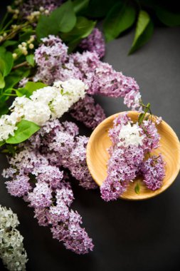 siyah bir Lila güzel bahar dalları