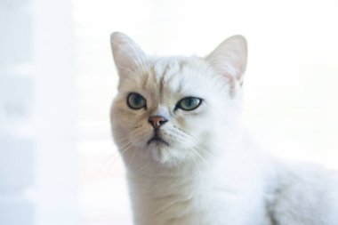 cins İskoç chinchilla bir kedi portresi, düz kulaklı