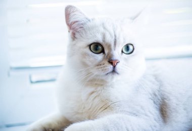 cins İskoç chinchilla bir kedi portresi, düz kulaklı