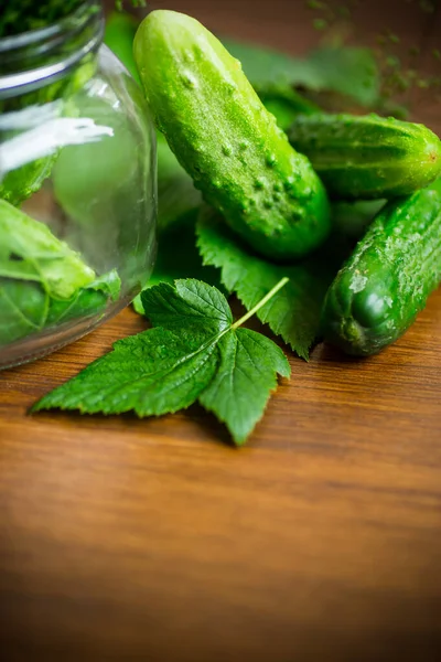 Komkommers en specerijen met kruiden voor inblikken in een pot — Stockfoto