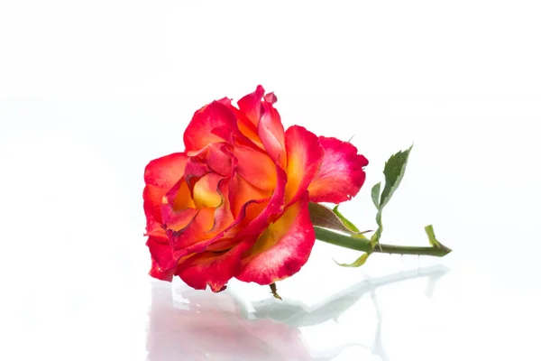 Two-tone red-yellow rose close-up isolated on a white — Stock Photo, Image