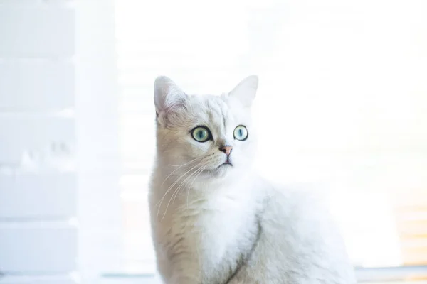 Retrato de un gato de raza chinchilla escocesa, de orejas rectas — Foto de Stock