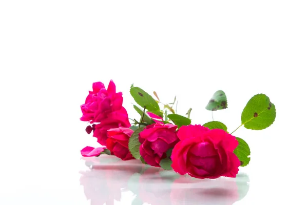 Bouquet of beautiful red roses on a white — Stock Photo, Image