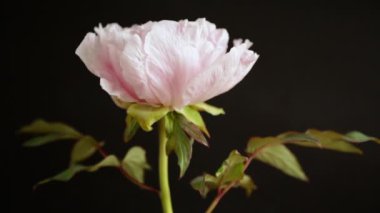 Siyah arka planda çiçek açan pembe ağaçlı şakayık çiçeği