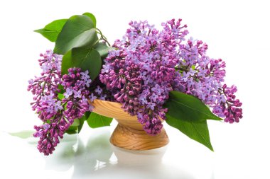 Beyaz arka planda izole edilmiş vazoda çiçek açan leylaklar.