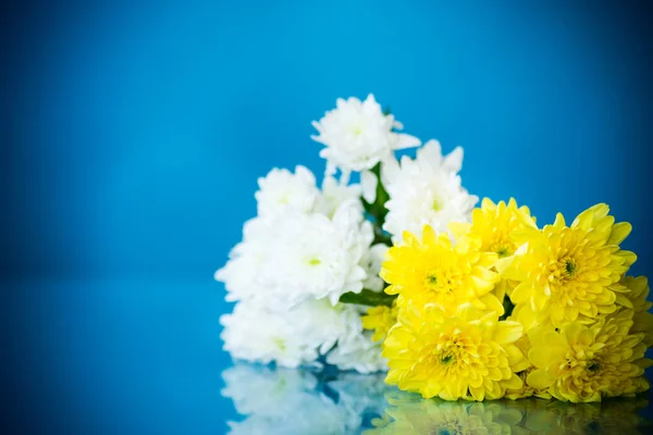 Букет Білих Хризантем Вітальною Листівкою Мами Синьому Фоні — стокове фото