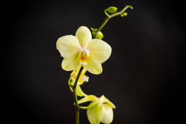 Жовта Квітка Орхідеї Фаленопсис Ізольована Чорному Тлі — стокове фото