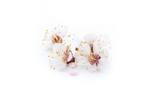 Zweig Blühender Frühlingsaprikosen Auf Weißem Hintergrund — Stockfoto