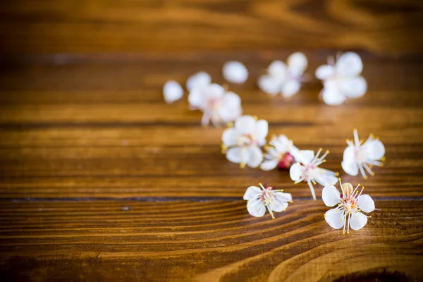 Rama Albaricoques Florecientes Primavera Sobre Una Mesa Madera —  Fotos de Stock