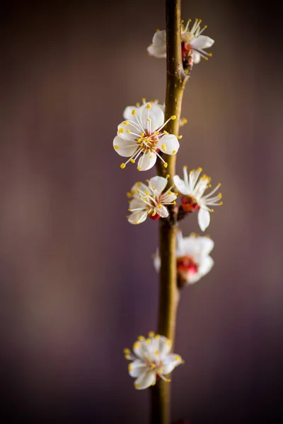 Větev Kvetoucích Jarních Meruněk Tmavém Rozmazaném Pozadí — Stock fotografie